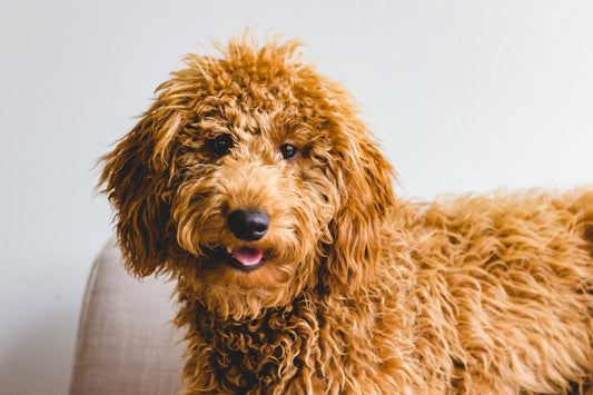 Glänzendes Fell von innen: Was deinem Hund wirklich guttut